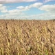 Ready to Harvest Soybeans in field - VideoHive Item for Sale