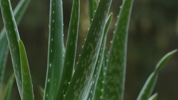 Aloe Vera 08