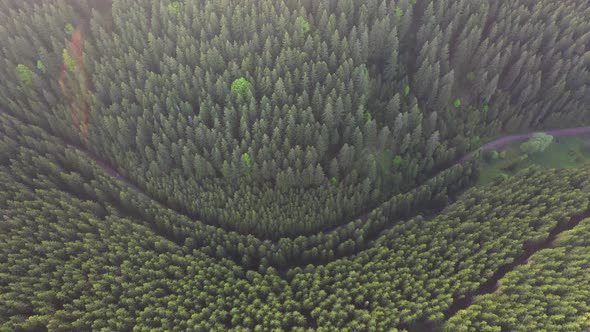 Epic aerial flight over pine forest in the sunset.