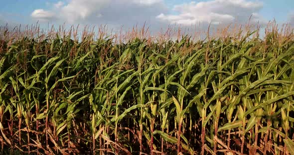 A green field of corn growing up