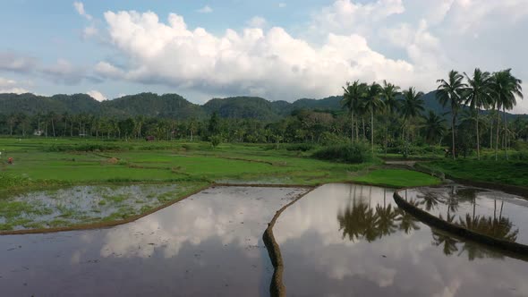 Rural Rice Fields in Philippines