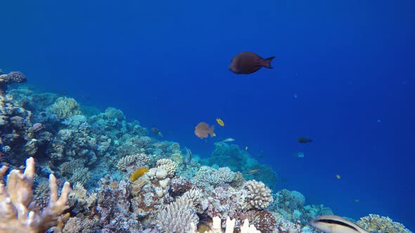 Tropical Seascape Colourful Fish