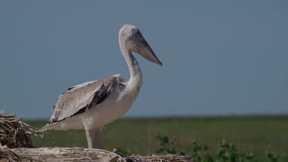 Young Dalmatian Pelican or Pelecanus Crispus in a Wild