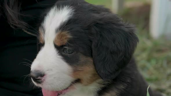 Adorable portrait shot of a happy Burnese Mountain dog puppy sitting on a front porch next to a pers