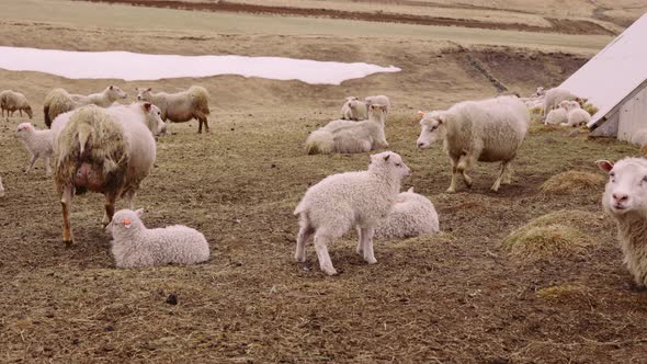 Majestic View of the Open Fields With a Scattered Flock of Sheep and Lambs