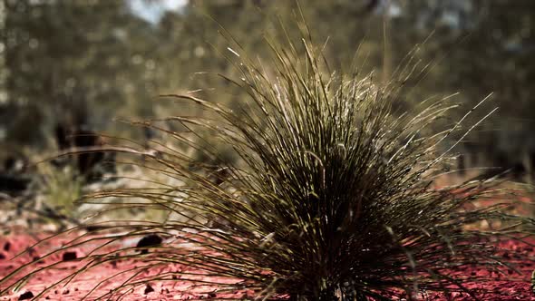 Australian Bush with Trees on Red Sand