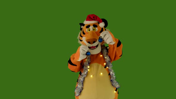 Tiger in Red Hat and Tinsel Holds Small Blue Christmas Balls Decorations in His Paws and Dances on