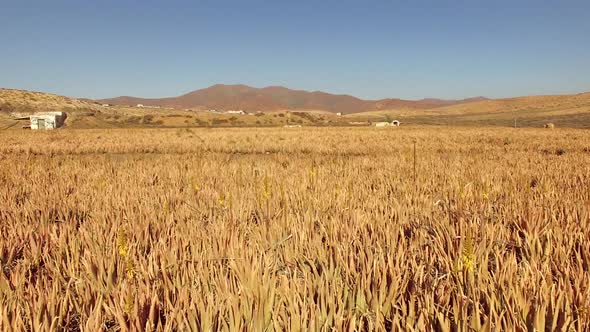 Aerial view of Aloe vera plantation in Fuerteventura, Canary Islands.