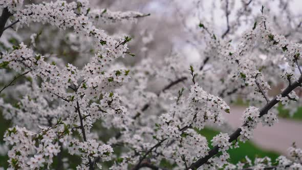 Close up view of blooming trees