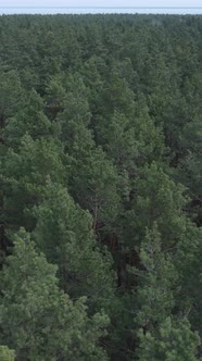 Vertical Video of Pine Forest Aerial View Slow Motion