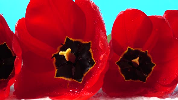 Shooting of Tulips