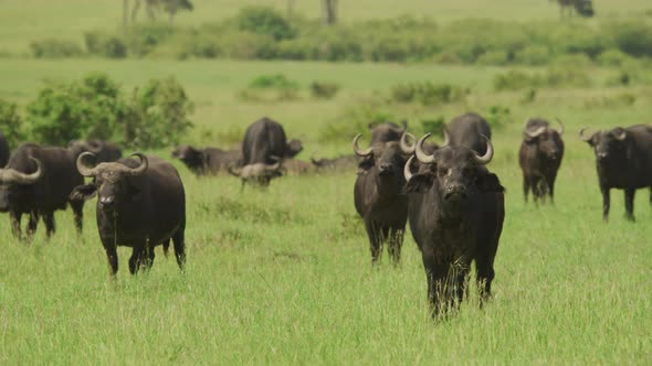 African buffalos in the savannah