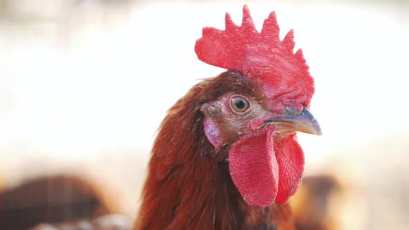 Portrait of a Colorful Rooster Close Up