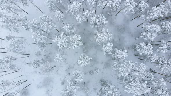 Low Flight Over Snowy Spruce Forest in Winter
