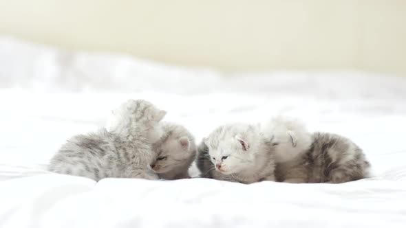 Cute Tabby Kittens Playing On White Bed Slow Motion