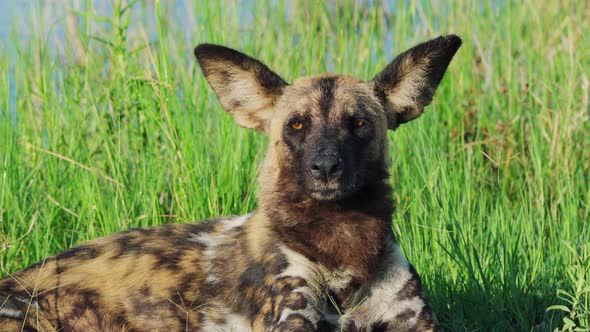 Endangered African Painted Dog With Outsized Ears Lying In The Grass At Summer. - close up