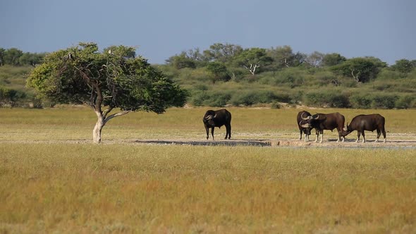 African Buffaloes At A Waterhole