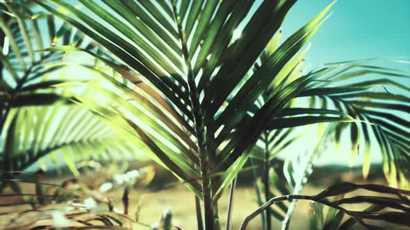 Sunlight Through the Leaves of Palm Trees