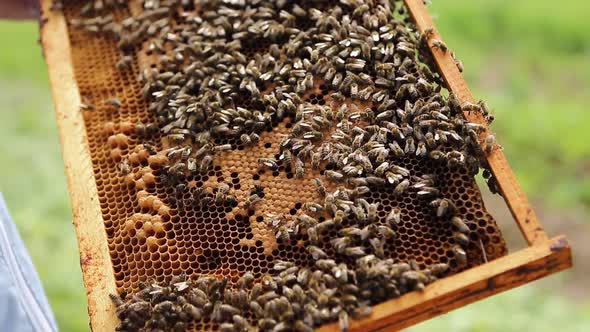 Close Up View of Colony of Bees Crawling on the Beehive Frame with Honeycomb Honey