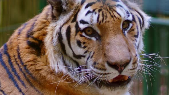 Siberian Tiger Portrait Wild Cat in Captivity