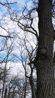 Vertical Video of the Forest with Trees Without Leaves Slow Motion