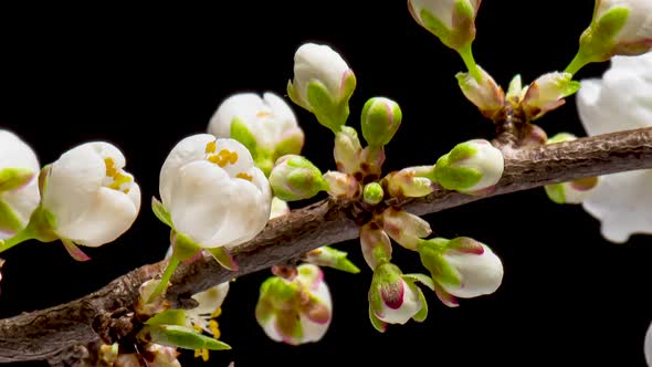 Time Lapse of Flowering Cherry Flowers