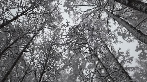 the Trees Are All Covered in Snow in the Winter Forest