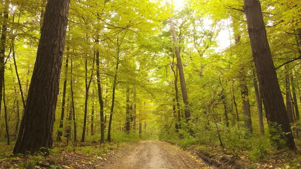 Forest Beautiful Landscape in an Autumn Day