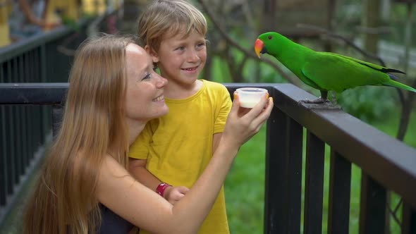 Super Slowmotion Shot of a Mother and Son in a Bird Park Feed a Group of Green and Red Parrots