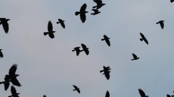 Large Flock of Birds Flying in Slow Motion