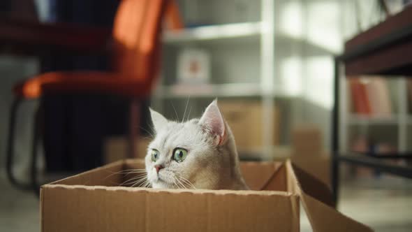 Cat Sitting in Cardboard Box in Living Room