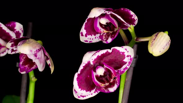 Blooming Purple Orchid Phalaenopsis Flower