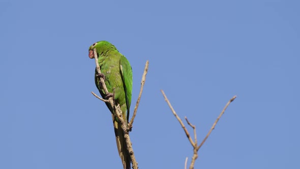 A solo white-eyed parakeet; psittacara leucophthalmus perched on a vertical tree branch, swaying and