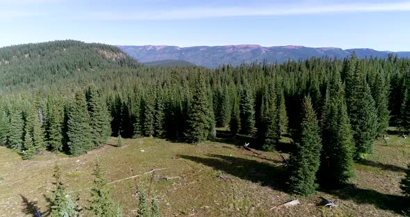 A drone shot approaching the dense pinewood forests of Colorado.