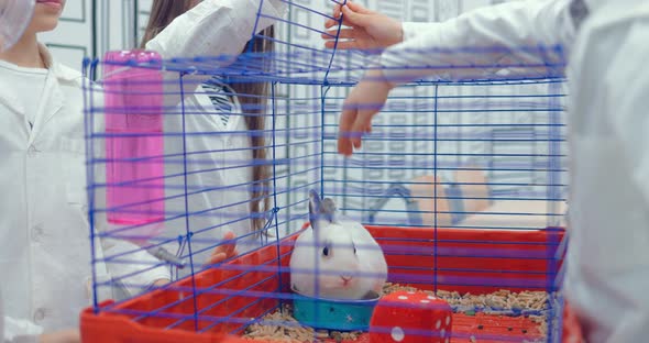 Pupils are Stroking a Rabbit in a Cage in a Class of Biology