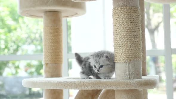 Cute Persian Kitten Walking On Cat Tower Slow Motion 