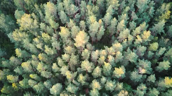 Aerial Top Down View of Green Pine and Spruce Conifer Treetops Forest in the Autumn. Nature Backgrou