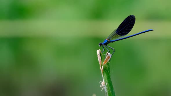 Blue Dragonfly on a Branch in Green Nature By the River Closeup