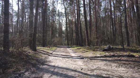 Aerial View of the Road Inside the Forest