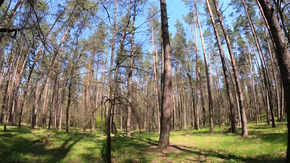 Forest with Pine Trees During the Day POV