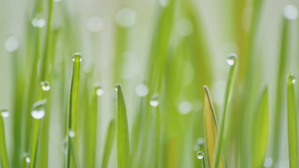 Sprouts of Young Grass with Dew