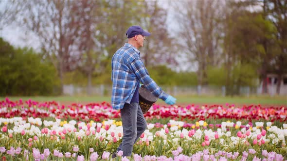 Farmer Fertilize Tulips Field at Flower Plantation Farm Agriculture