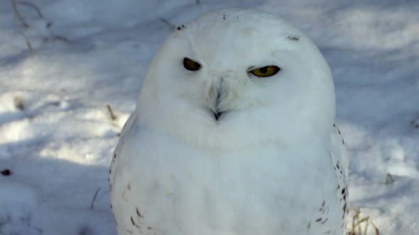 White Owl