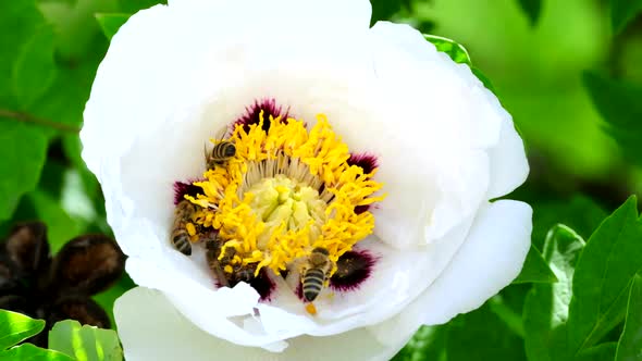 Bee collects nectar from blossoming peony flower. Honeybees on the pink flowers of a tree peony