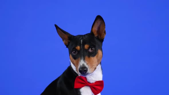 Charming Basenji in a Red Bow Tie Sits in the Studio on a Blue Background