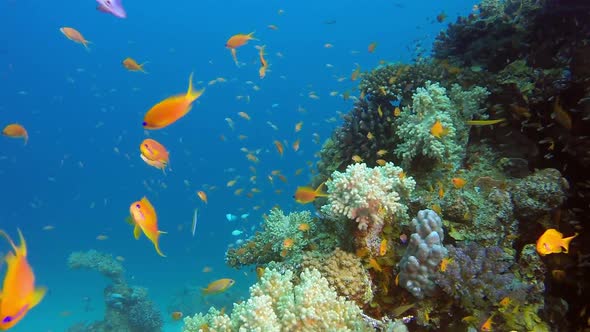 Red Sea Coral and Colorful Fishes