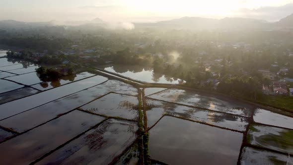 Foggy morning with sun ray over paddy field