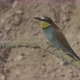 European Beeeater or Merops Apiaster - VideoHive Item for Sale