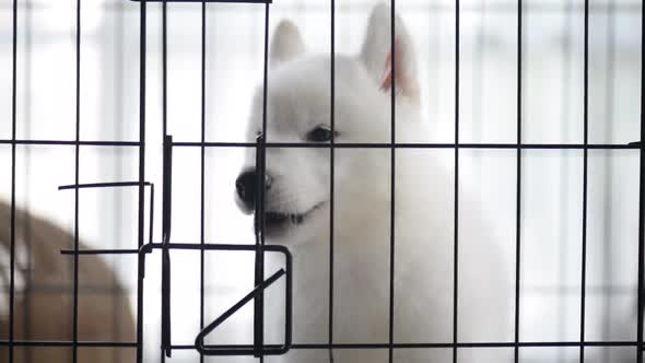 Cute Siberian Husky Puppy In A Cage