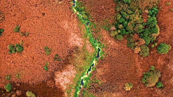 Top down view of brown swamps in autumn